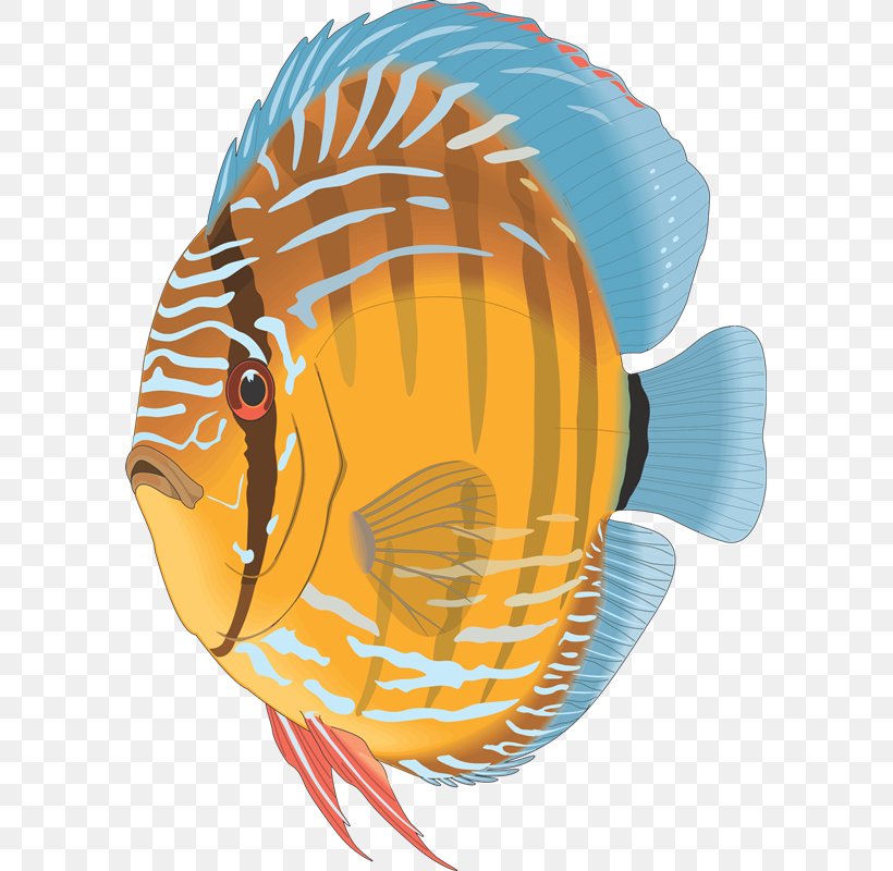 Angelfish Discus Aquarium Tropical Fish, PNG, 589x800px, Angelfish, Aquarium, Art, Decal, Discus Download Free