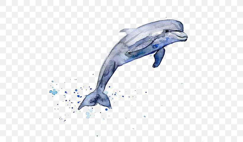 Drawing Dolphin Watercolor Painting Clip Art, PNG, 564x480px, Drawing, Art, Blue, Bottlenose Dolphin, Cetacea Download Free