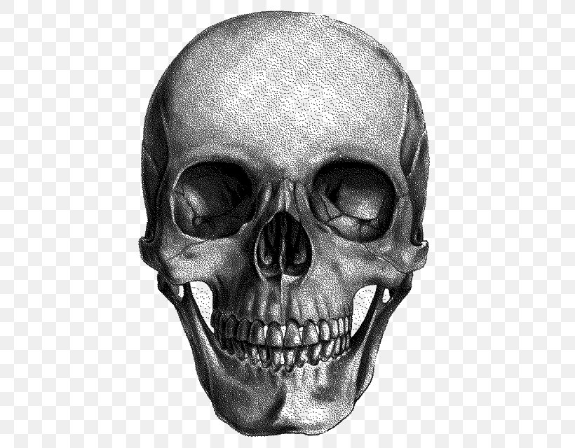 Drawing Skull Art Painting Anatomy, PNG, 640x640px, Drawing, Anatomical Drawings, Anatomy, Art, Bone Download Free