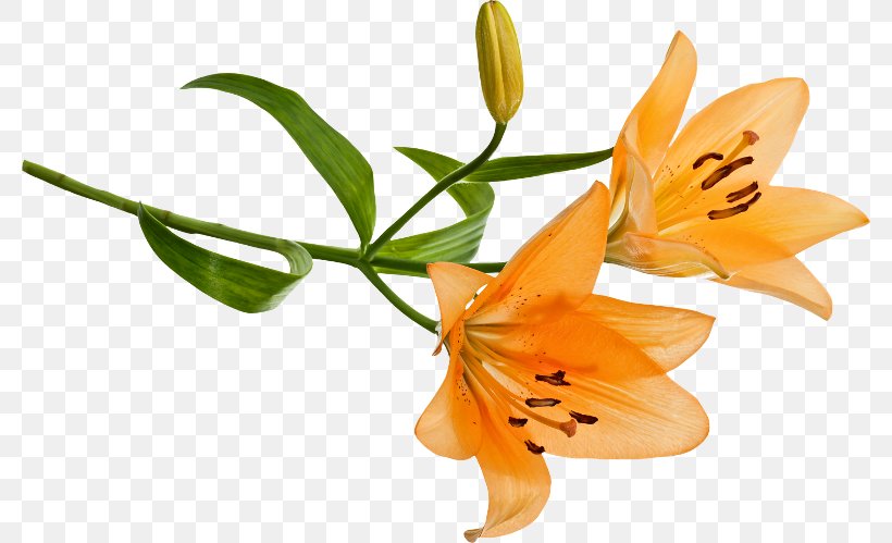 Orange Lily Cut Flowers, PNG, 780x499px, Orange, Butterfly, Color, Cut Flowers, Flower Download Free