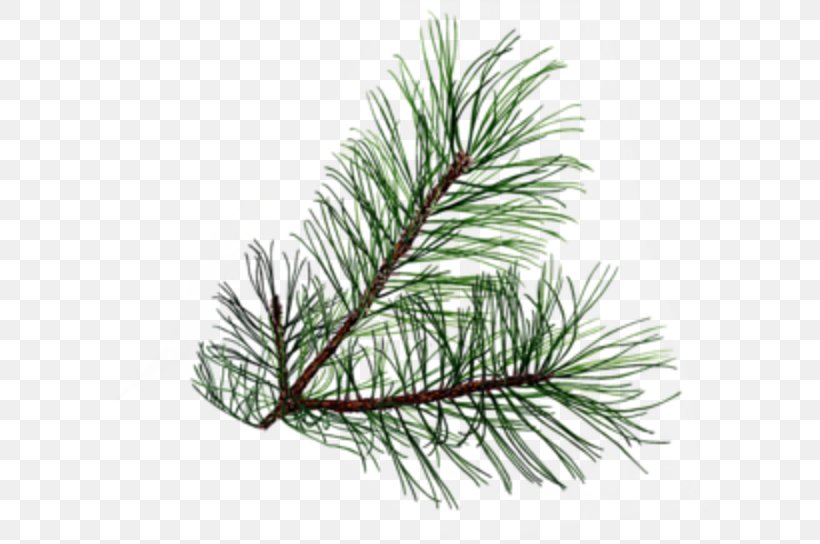 Branch Evergreen Pine Clip Art, PNG, 600x544px, Branch, Agathis, Christmas, Christmas Ornament, Conifer Download Free