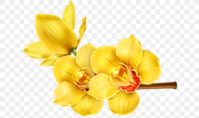 Orchids Flower Floral Design Clip Art, PNG, 640x488px, Orchids, Cut Flowers, Floral Design, Floristry, Flower Download Free