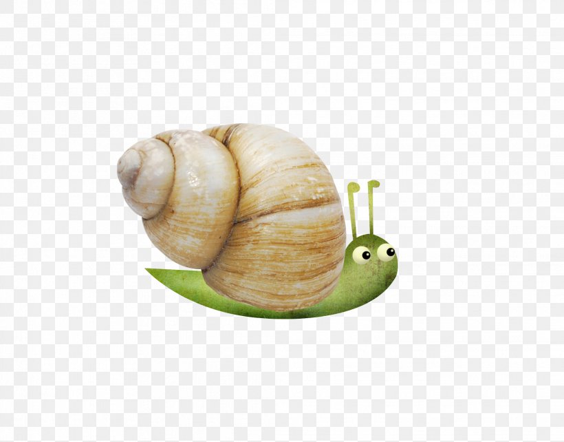Snail Escargot Orthogastropoda, PNG, 2081x1631px, Snail, Cartoon, Escargot, Invertebrate, Molluscs Download Free