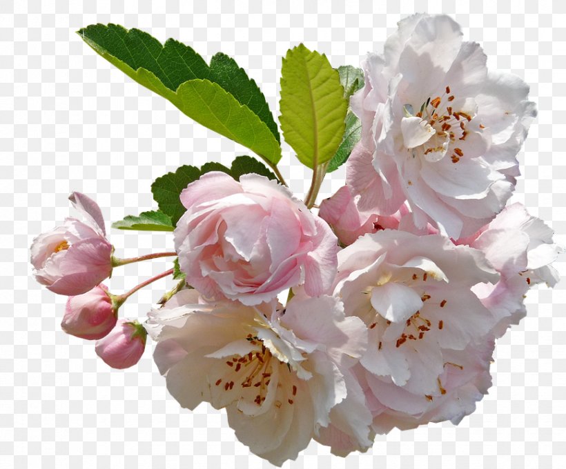 Desktop Wallpaper Clip Art Apple Flower Image, PNG, 867x720px, Apple, Apples, Blossom, Branch, Cherry Blossom Download Free
