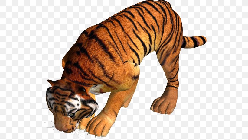 Tiger Lion Leopard, PNG, 548x464px, Tiger, Animal Figure, Big Cat, Big Cats, Carnivoran Download Free