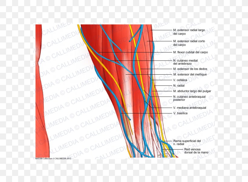 Blood Vessel Nerve Forearm Human Anatomy, PNG, 600x600px, Watercolor, Cartoon, Flower, Frame, Heart Download Free