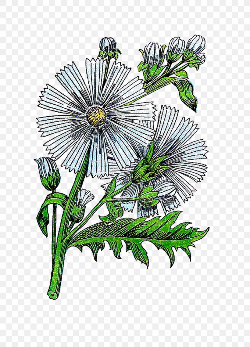 Floral Design Herb Botanical Illustration Clip Art, PNG, 1110x1540px, Floral Design, Antique, Botanical Illustration, Botany, Branch Download Free