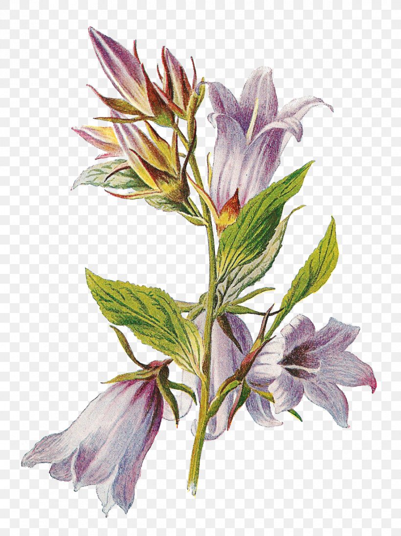 Flower, PNG, 1197x1600px, Flower, Alstroemeriaceae, Art, Floral Design, Flowering Plant Download Free