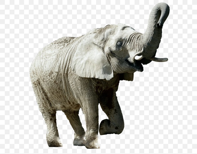 Indian Elephant African Elephant Tusk Wildlife Elephantidae, PNG, 640x642px, Indian Elephant, African Elephant, Animal, Animal Figure, Elephant Download Free