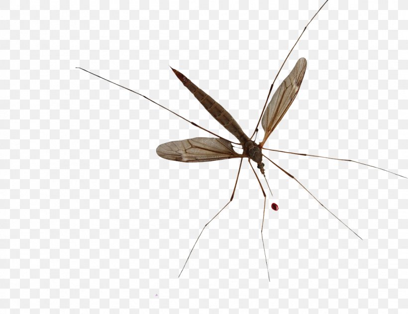 Mosquito Net-winged Insects Pterygota Insect Wing, PNG, 1149x885px, Mosquito, Arthropod, Dengue, Fly, Insect Download Free