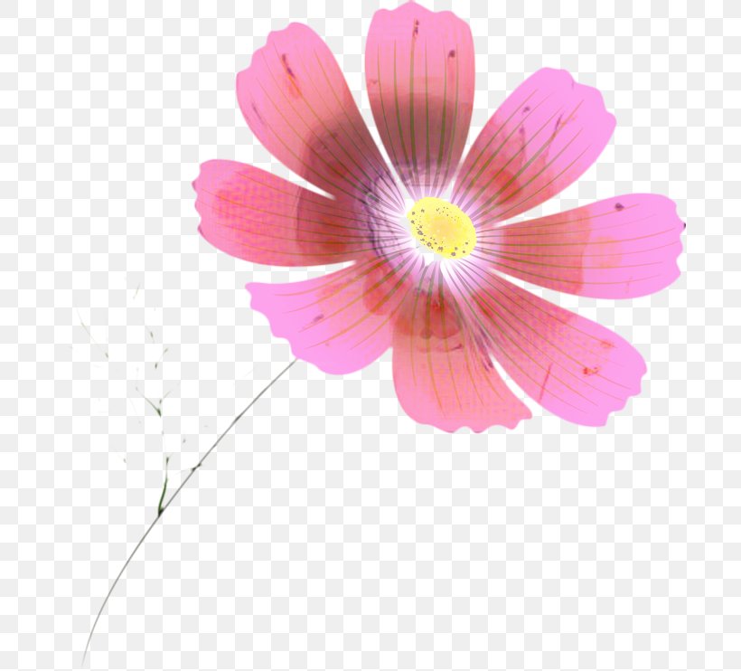 Pink Flower Cartoon, PNG, 699x742px, Garden Cosmos, Annual Plant, Cosmos, Daisy Family, Family Download Free