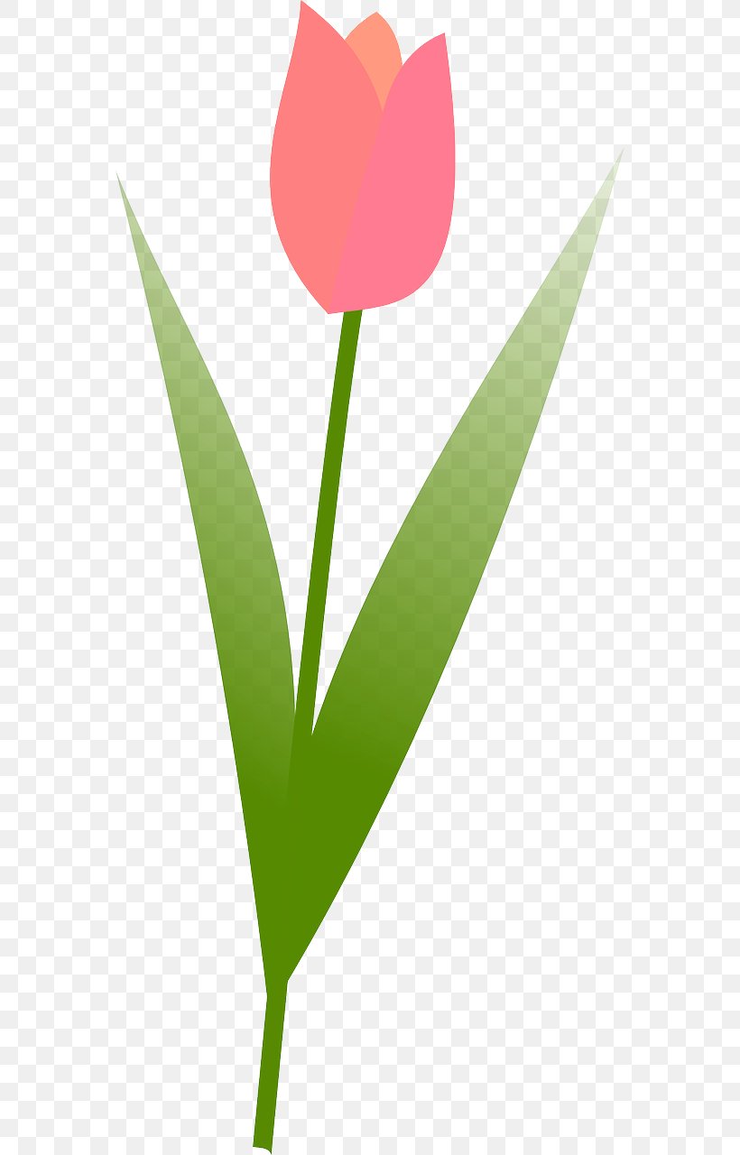 Clip Art Vector Graphics Openclipart Image, PNG, 640x1280px, Tulip, Drawing, Flora, Flower, Flowering Plant Download Free