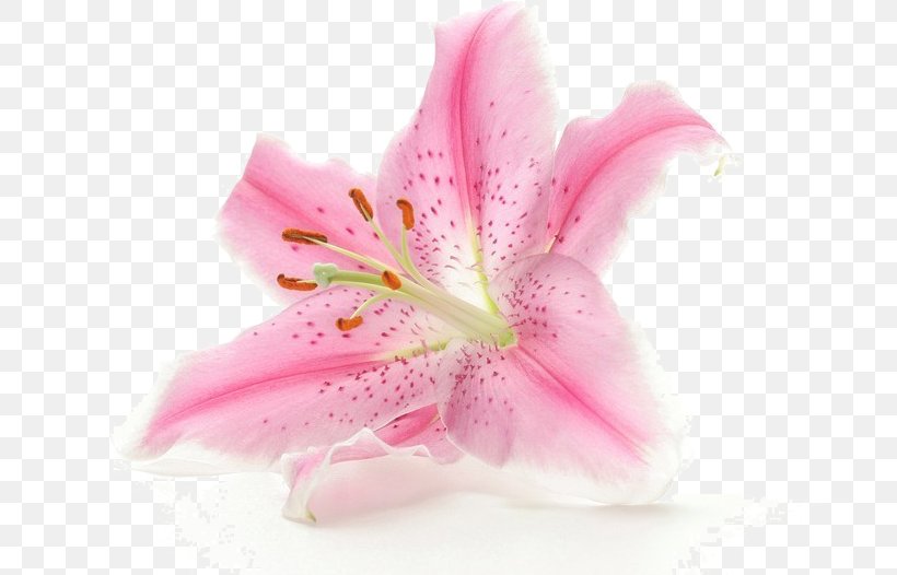 Flower White Clip Art, PNG, 744x526px, Flower, Color, Flowering Plant, Lily, Petal Download Free