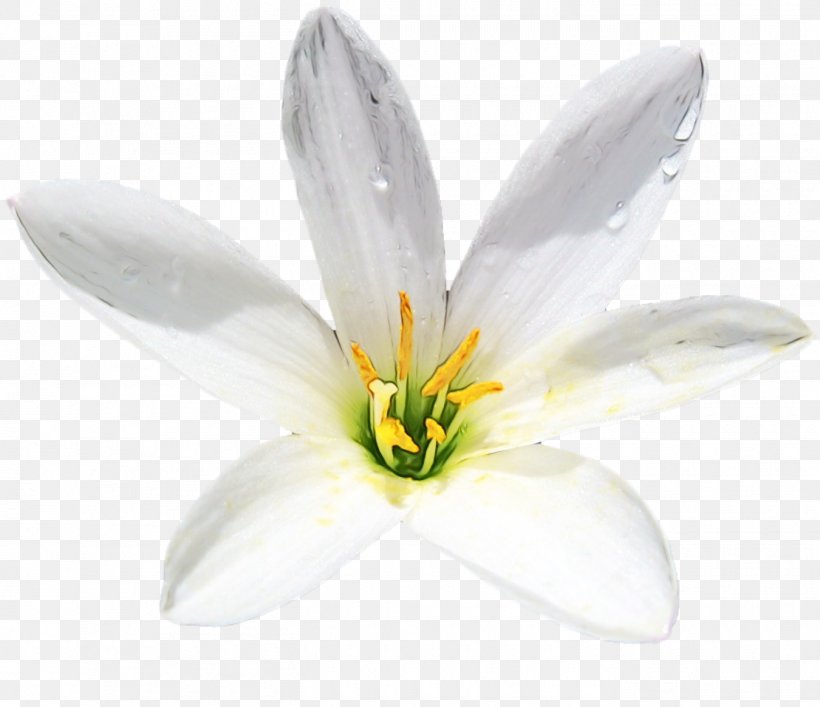 Flowering Plant Petal White Flower Plant, PNG, 1350x1165px, Watercolor, Amaryllis Family, Crocus, Flower, Flowering Plant Download Free