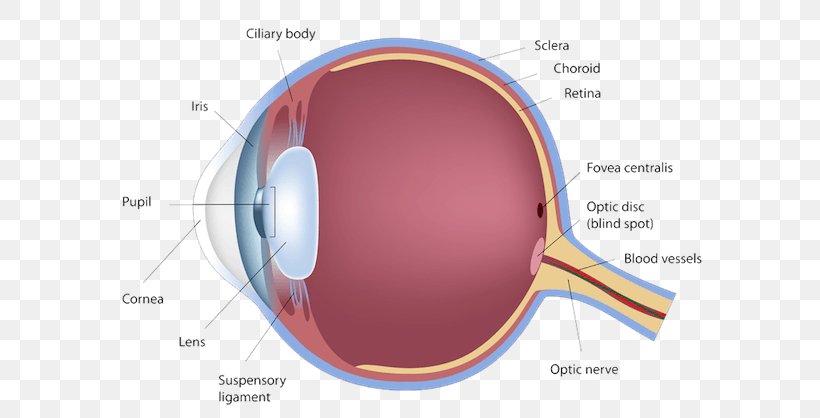 Human Eye Diagram Retina Anatomy, PNG, 600x418px, Watercolor, Cartoon, Flower, Frame, Heart Download Free