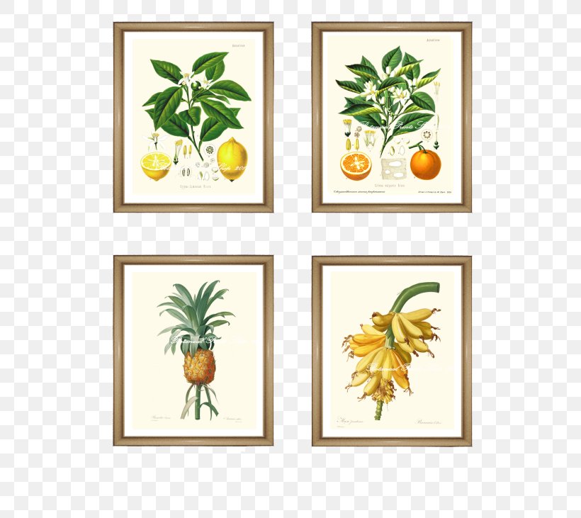 Botanical Illustration Botany Picture Frames Art, PNG, 581x731px, Botanical Illustration, Art, Botany, Citrus, Deciduous Download Free