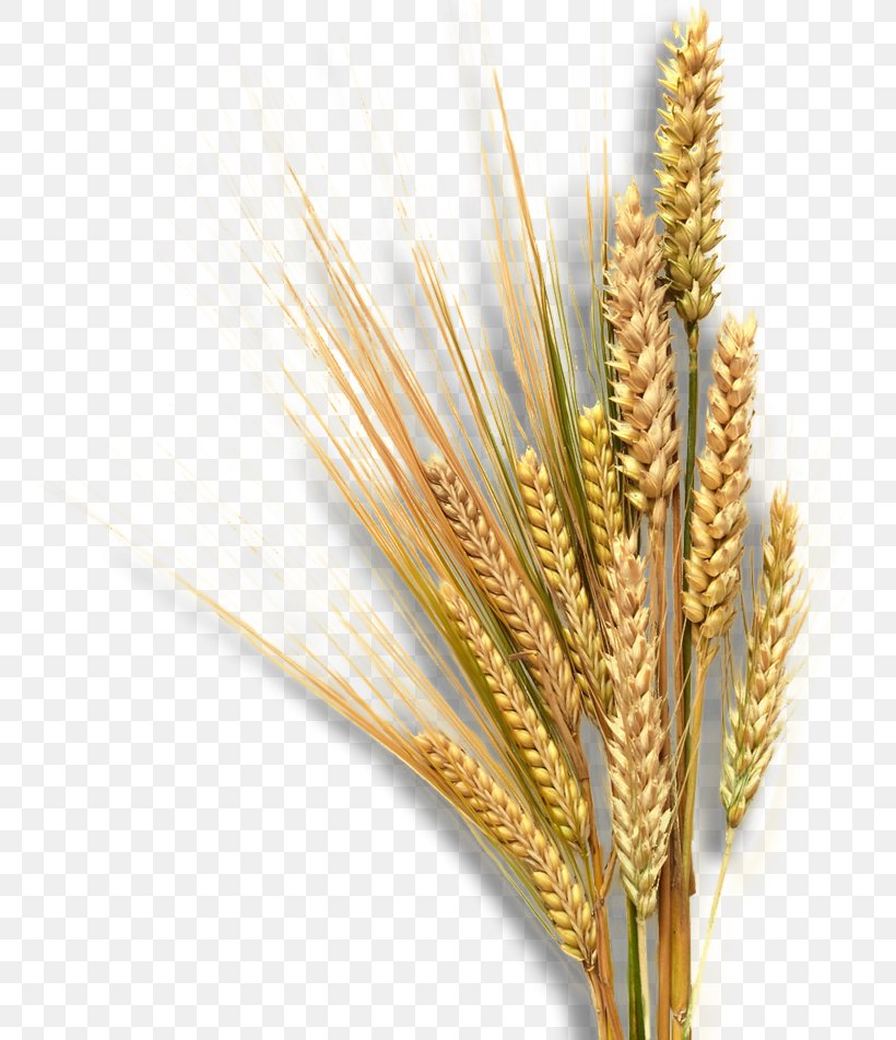 Emmer Landscape Equita Ranch Sprouted Wheat Nature, PNG, 757x952px, Emmer, Cereal, Cereal Germ, Commodity, Food Grain Download Free