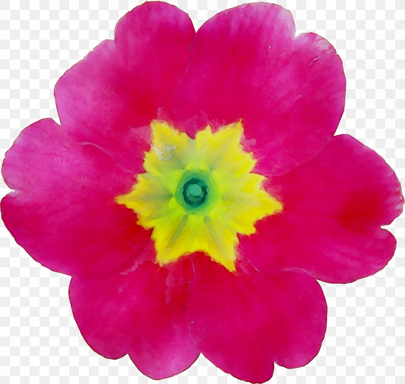 Primrose Magenta Peony, PNG, 1473x1394px, Primrose, Cut Flowers, Flower, Flowering Plant, Herbaceous Plant Download Free