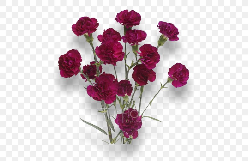 Turflor Carnation Cut Flowers MINI, PNG, 652x532px, Turflor, Annual Plant, Artificial Flower, Carnation, Colombia Download Free