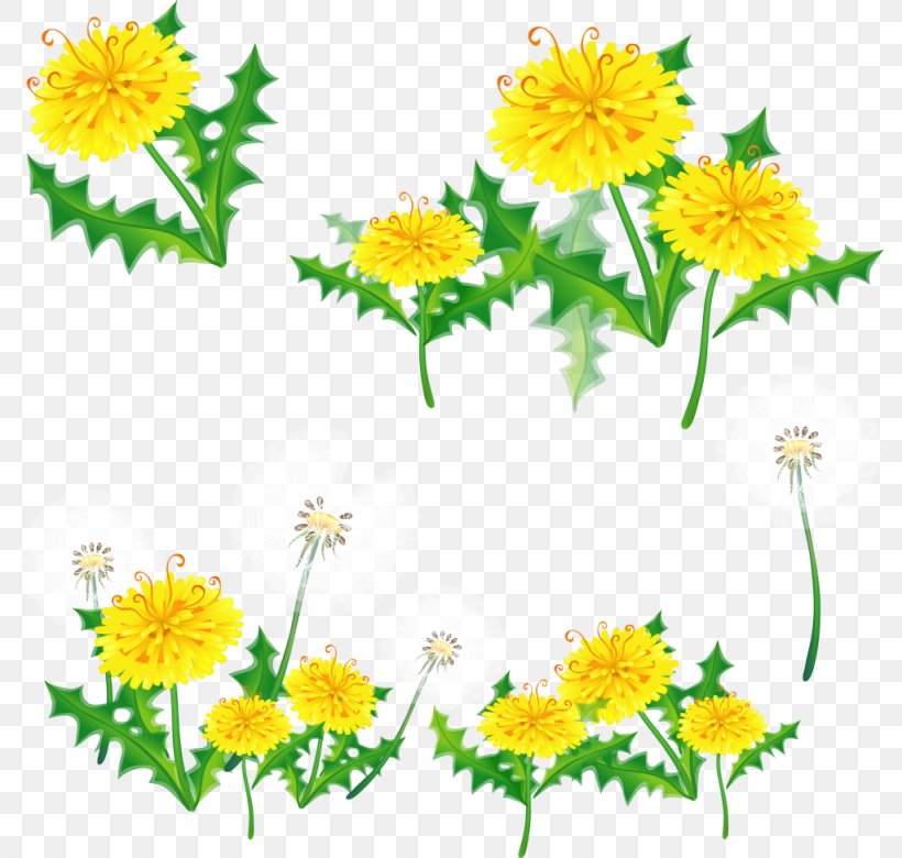 Border Flowers Clip Art, PNG, 1024x975px, Border Flowers, Annual Plant, Calendula, Chamaemelum Nobile, Chrysanths Download Free