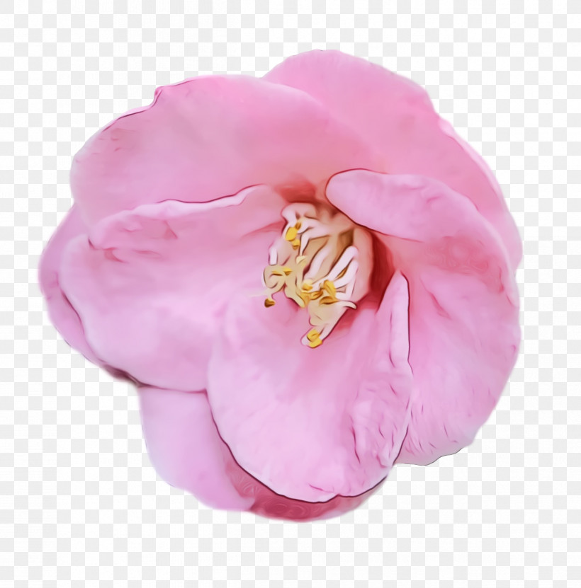 Garden Roses, PNG, 1262x1280px, Watercolor, Cabbage Rose, Camellia, Garden, Garden Roses Download Free