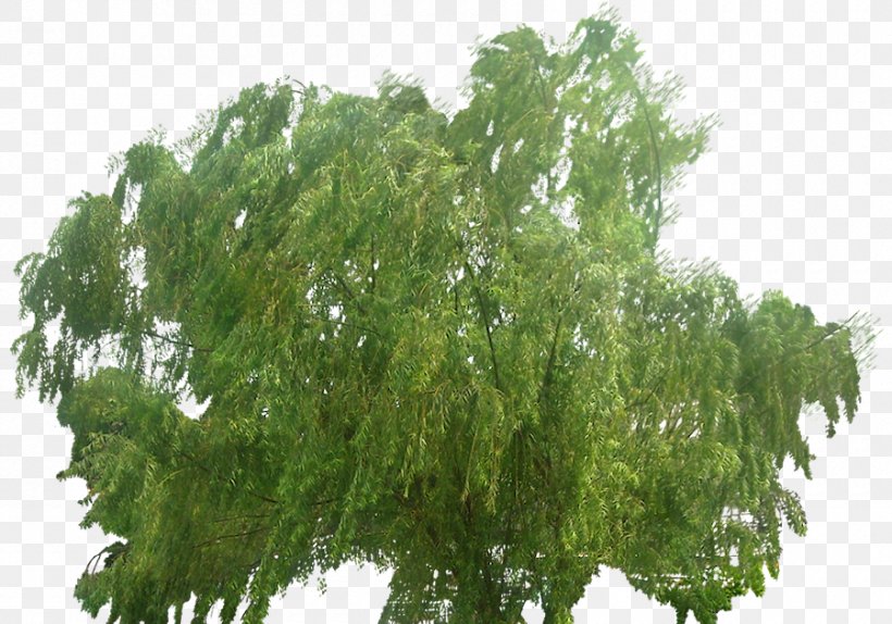 Weeping Willow Tree Deciduous Conifers, PNG, 900x630px, Weeping Willow, Arecaceae, Branch, Conifers, Deciduous Download Free