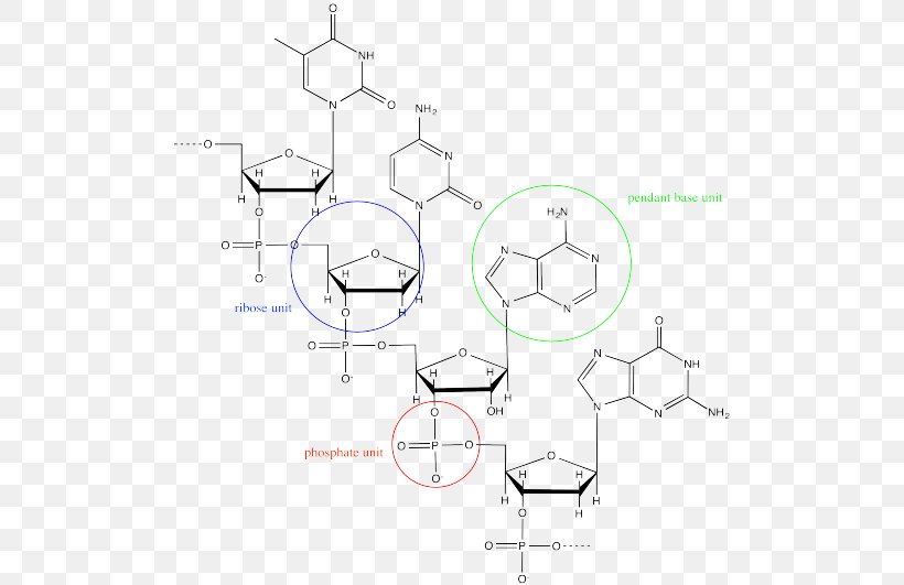 Nucleic Acid DNA Adenosine Triphosphate RNA Macromolecule, PNG, 507x531px, Watercolor, Cartoon, Flower, Frame, Heart Download Free