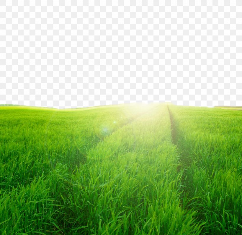 Lawn Grassland Ecosystem Green Wallpaper, PNG, 1100x1067px, Lawn, Computer, Ecosystem, Field, Grass Download Free