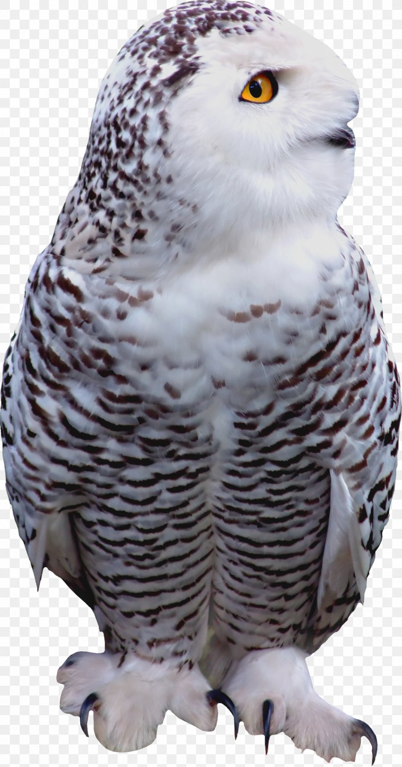 Little Owl Bird Of Prey, PNG, 1276x2437px, Owl, Animal, Beak, Bird, Bird Of Prey Download Free