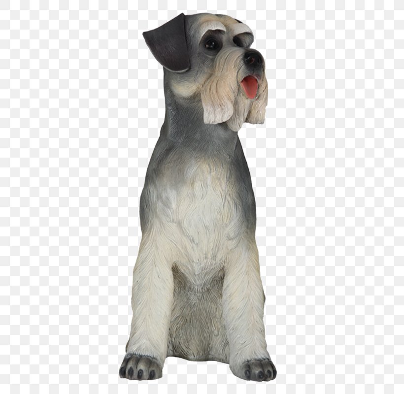 Miniature Schnauzer Dog Breed Companion Dog Snout, PNG, 800x800px, Miniature Schnauzer, Breed, Carnivoran, Companion Dog, Crossbreed Download Free
