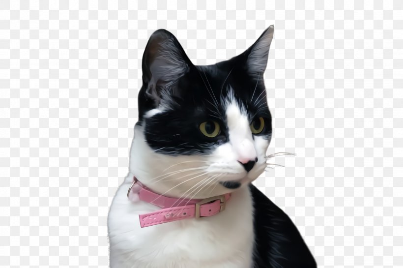 Bow Tie, PNG, 2452x1632px, Cat, American Wirehair, Bow Tie, Small To Mediumsized Cats, Snout Download Free
