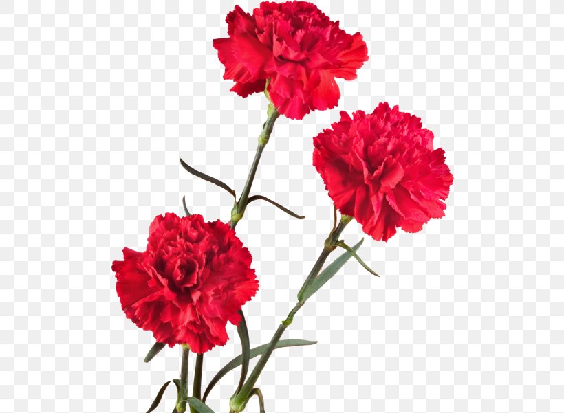 Carnation Cut Flowers Plant Stem Petal, PNG, 500x601px, 2017, Carnation, Annual Plant, Caryophyllales, Cut Flowers Download Free