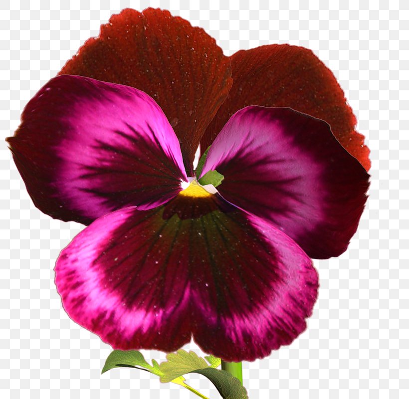 Pansy Lossless Compression Clip Art, PNG, 800x800px, Pansy, Annual Plant, Color, Data, Data Compression Download Free