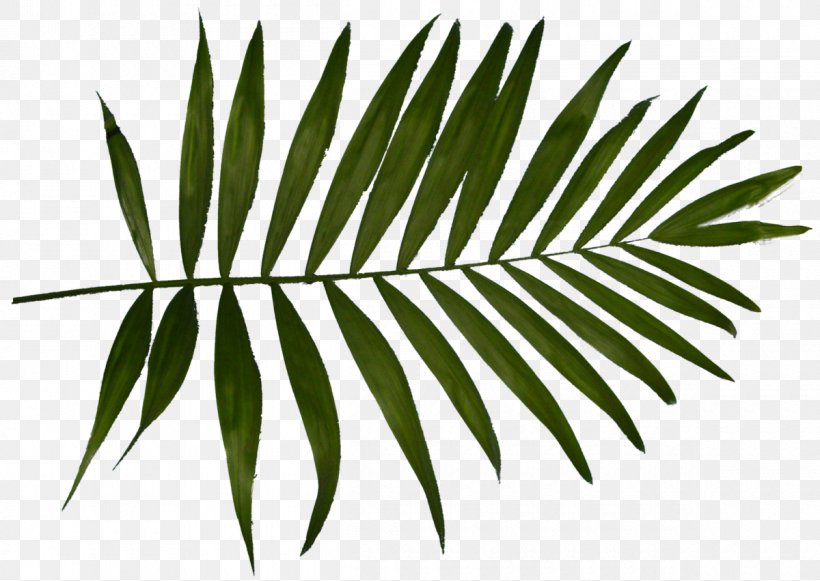 Arecaceae Hi Brow Beauty Bar Leaf White Plant Stem, PNG, 1200x851px, Arecaceae, Arecales, Aveda, Beautician, Black And White Download Free