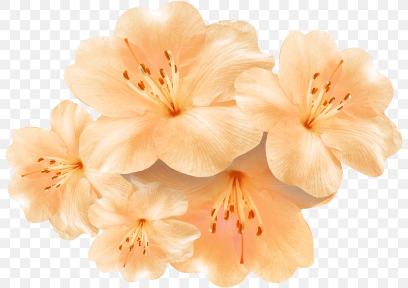 Flower Floral Design Garden Roses, PNG, 800x580px, Flower, Blossom, Branch, Cherry Blossom, Color Download Free