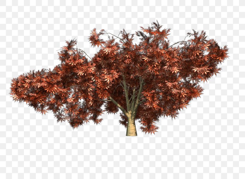 Japanese Maple Twig Red Maple Tree, PNG, 800x600px, Japanese Maple, Acer Japonicum, Branch, Maple, Maple Leaf Download Free