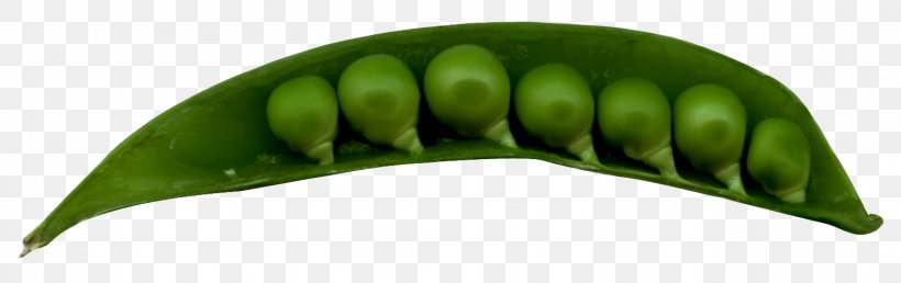 Pea, PNG, 1501x473px, Vegetable, Display Resolution, Food, Fruit, Grass Download Free