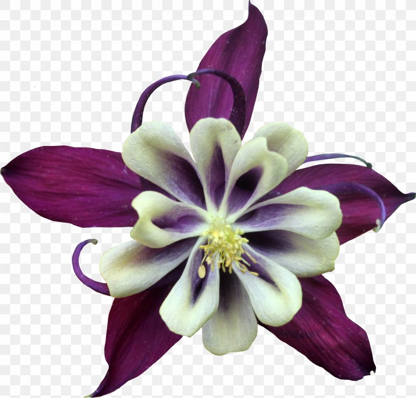 Purple Violet Flower Color, PNG, 3105x2974px, Purple, Color, Columbine, Cut Flowers, Flower Download Free