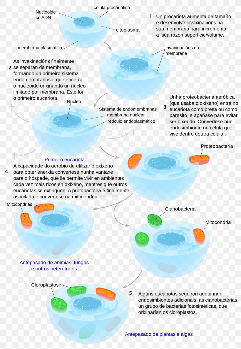 Symbiogenesis Endosymbiont Cell Eukaryote Archaeans, PNG, 2000x2889px, Symbiogenesis, Archaeans, Bacteria, Biology, Cell Download Free