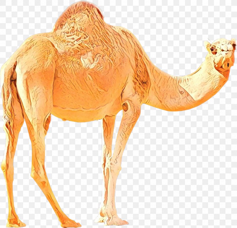 Bactrian Camel Dromedary Desktop Wallpaper Image, PNG, 1200x1155px, Bactrian Camel, Animal, Animal Figure, Arabian Camel, Australian Feral Camel Download Free