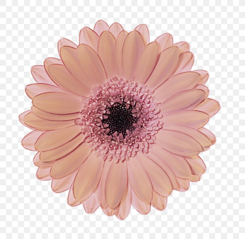 Barberton Daisy Gerbera Flower Pink Petal, PNG, 800x800px, Barberton Daisy, African Daisy, Cut Flowers, Daisy Family, Flower Download Free