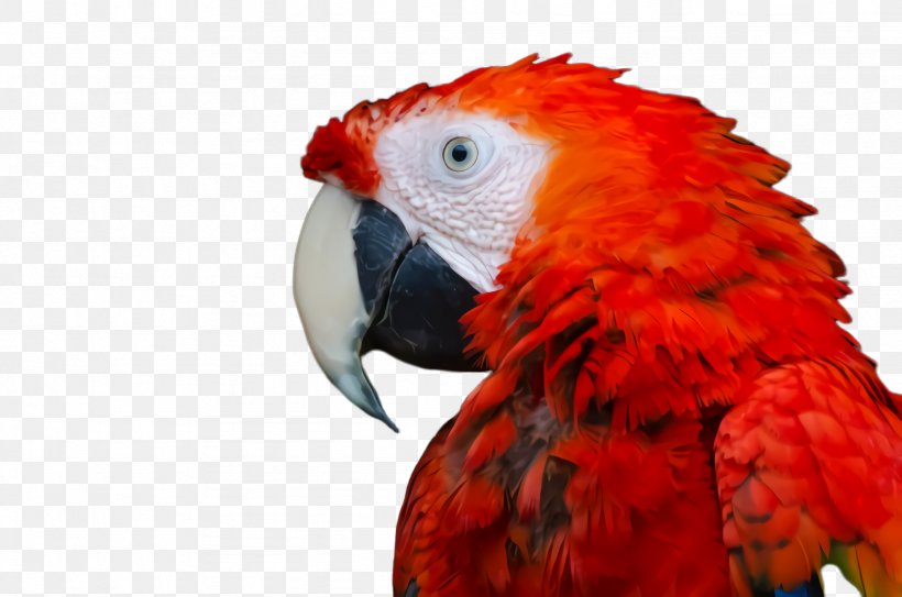 Colorful Background, PNG, 2456x1628px, Parrot, Adaptation, Animal, Beak, Bear Download Free