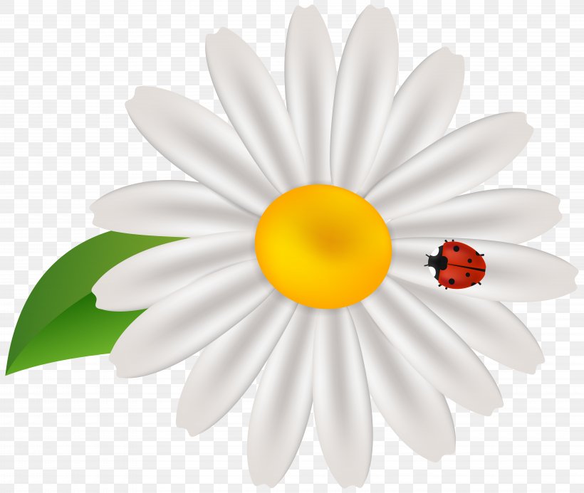 Common Daisy Clip Art, PNG, 8000x6765px, Common Daisy, Cartoon, Daisy, Daisy Family, Flower Download Free