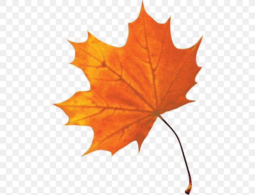 Maple Syrup Le Sirop D'érable Maple Leaf, PNG, 488x626px, Maple, Agave Nectar, Autumn, Autumn Leaf Color, Leaf Download Free