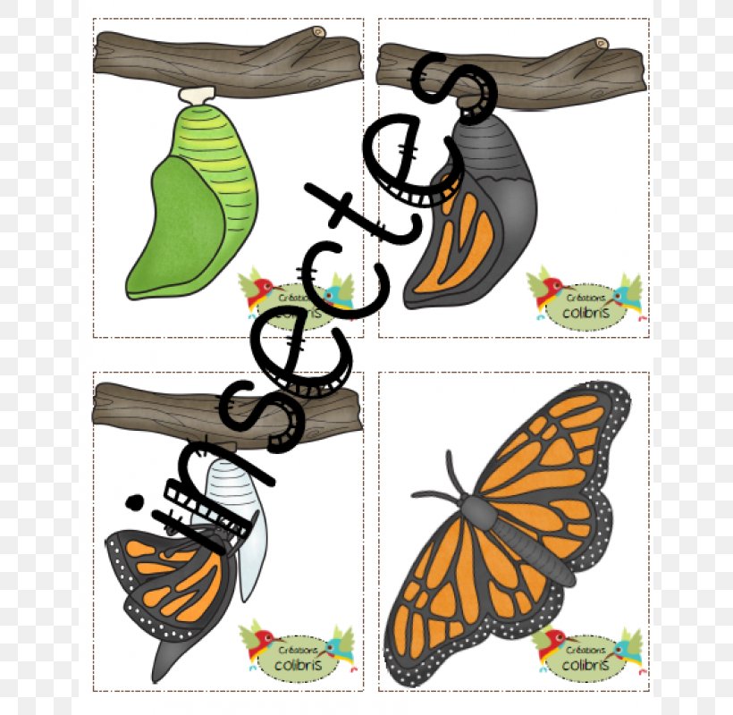 Monarch Butterfly Brush-footed Butterflies Clip Art Shoe, PNG, 800x800px, Monarch Butterfly, Area, Brush Footed Butterfly, Brushfooted Butterflies, Butterfly Download Free