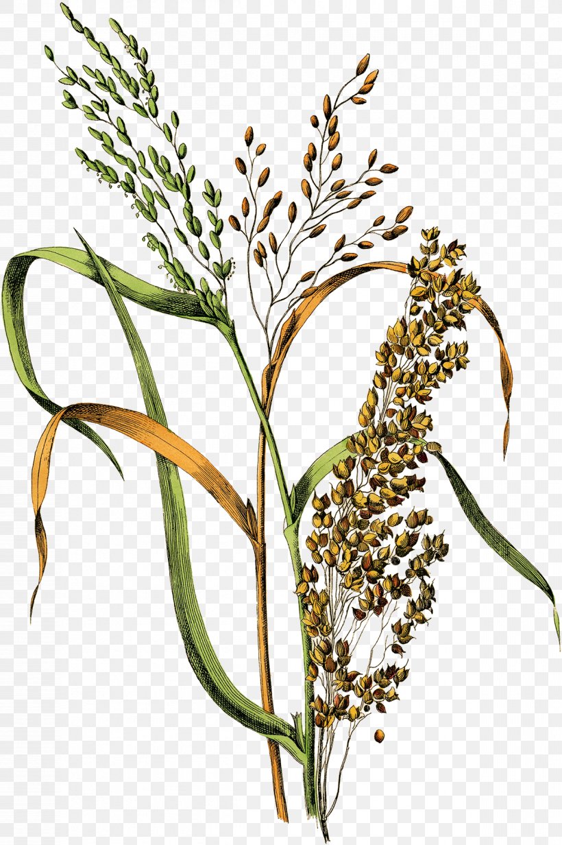 Botanical Illustration Rice Drawing Cereal Millet, PNG, 1198x1800px, Botanical Illustration, Art, Avena, Botany, Cereal Download Free