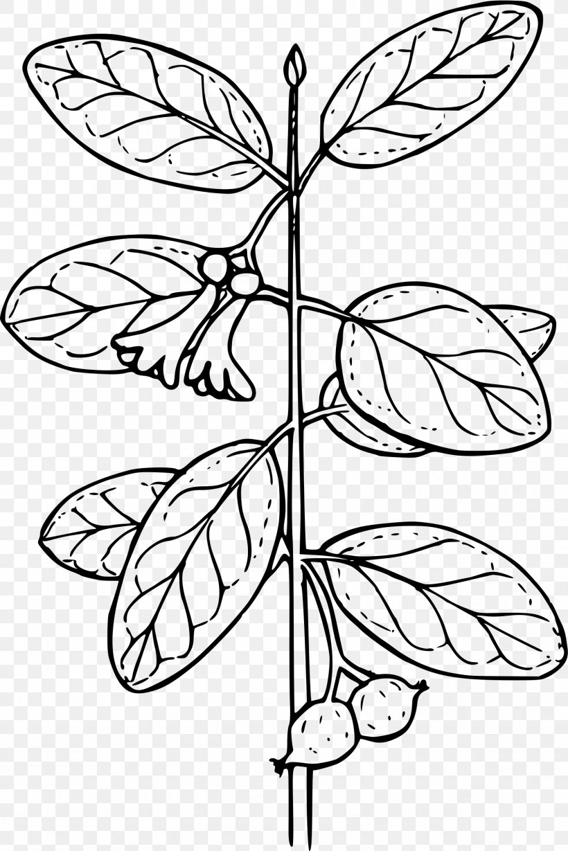 Coloring Book Plant Lonicera Involucrata Lonicera Sempervirens, PNG, 1601x2400px, Coloring Book, Area, Black And White, Book, Branch Download Free