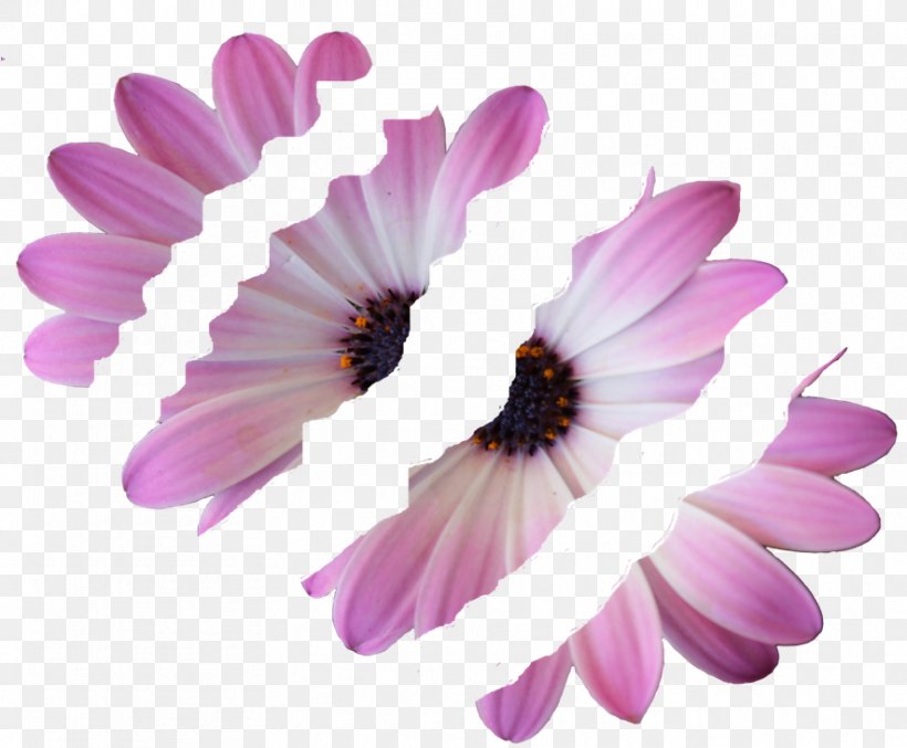 Common Daisy Daisy Family Violet Lilac Purple, PNG, 885x731px, Common Daisy, Annual Plant, Chrysanthemum, Chrysanths, Daisy Download Free