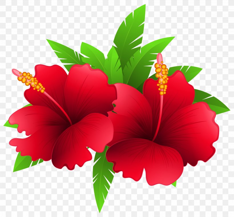Flower Plant Clip Art, PNG, 6283x5825px, Flower, Arum Lily, Chinese Hibiscus, Color, Digital Image Download Free