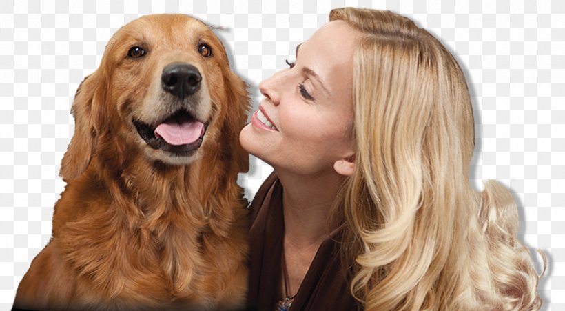 Golden Retriever English Cocker Spaniel Irish Setter Dog Breed Companion Dog, PNG, 845x465px, Golden Retriever, Breed, Carnivoran, Cocker Spaniel, Companion Dog Download Free